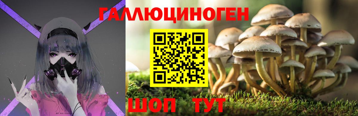 Сергиев Посад  Псилоцибиновые грибы Psilocybine cubensis  Вход с VPN 